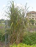 Sugar Cane / Saccharum officinarum